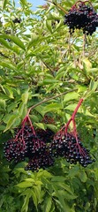 Black elderberry berries