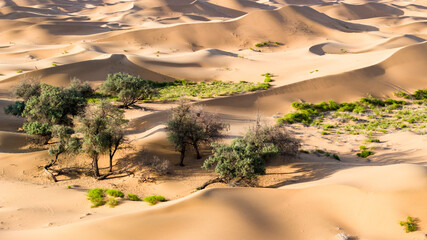 A fragile desert wetland ecosystem in the Tengger Desert, China, where sand dunes, sparse...