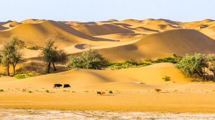 A fragile desert wetland ecosystem in the Tengger Desert, China, where sand dunes, sparse...