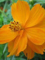 Zbliżenie na kwiat rośliny z gatunku Cosmos sulphureus © Kumulugma