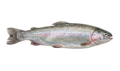 Fototapeta premium Rainbow trout fish isolated. Freshwater river animal side view.