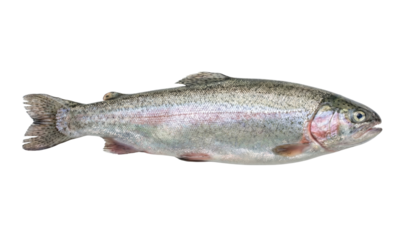 Rainbow trout fish isolated. Freshwater river animal side view.