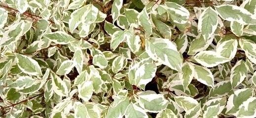 green leaves background