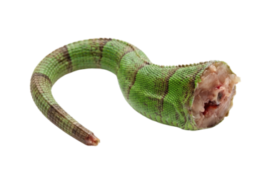 Severed green reptile tail with bloody meat and scales. Monster crafting material.
