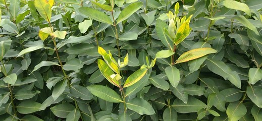 yellow leaves in the garden