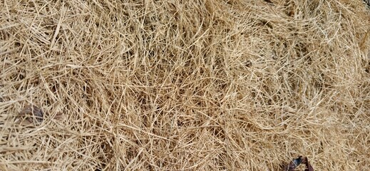 Dry grass