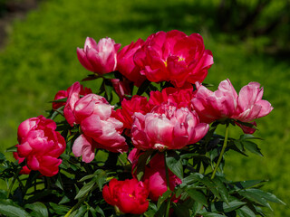 The blooming of beautiful red peonies (Paeonia Ellen Cowley) in the spring garden.