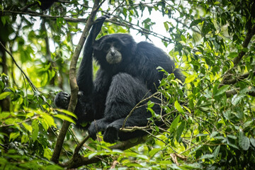 Obraz premium Black gibbon sitting on the tree in the jungle of Sumatra Indonesia