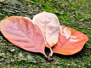 Dried Autumn Leaves on Green Mossy Stone Texture