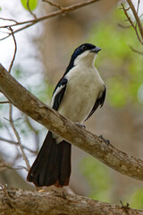 S&uuml;dlicher Boubou