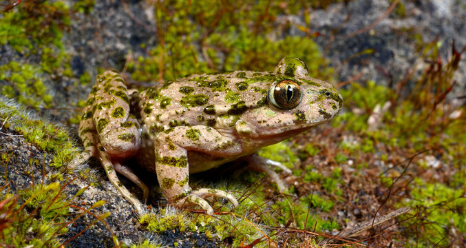 Sapinho-de-verrugas-verdes-lusit&acirc;nico // Portugiesischer Schlammtaucher (Pelodytes atlanticus) - Carrapateira, Portugal