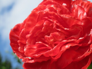 Zbliżenie na kwiaty begonii © Kumulugma