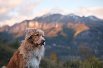 A Nova Scotia Retriever profile is shown clearly as soft evening light touches its fur. Blurry mountains form the background.