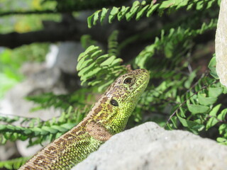 Zbliżenie na dziką jaszczurkę na kamieniu © Kumulugma