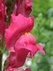 Zbliżenie na kwiat lwiej paszczy © Kumulugma