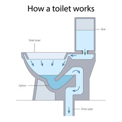 Cross-section diagram of toilet showing how water flows from the tank through the bowl and siphon into drain pipe during flushing diagram hand drawn schematic vector. Science educational illustration