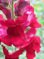 Zbliżenie na kwiat lwiej paszczy © Kumulugma