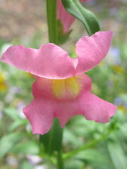 Zbliżenie na kwiat lwiej paszczy © Kumulugma