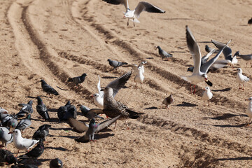Gulls pigeons flock of birds on the beach and the ocean