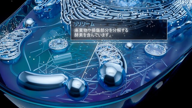 3D illustration of a lysosome digesting cellular waste in japanese