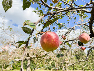 林檎の果樹園。旬の赤いりんごと青空の風景。