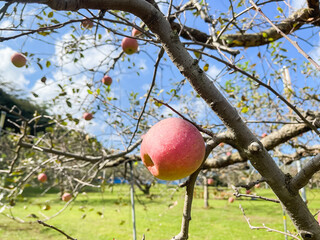 林檎の果樹園。旬の赤いりんごと青空の風景。
