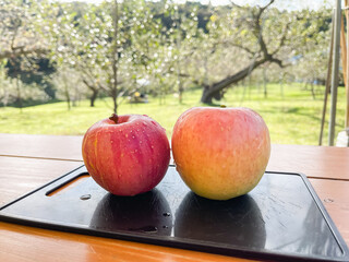 りんごの果樹園の風景。赤色の林檎と黄色の林檎。