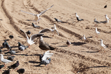 Fototapeta premium Gulls pigeons flock of birds on the beach and the ocean