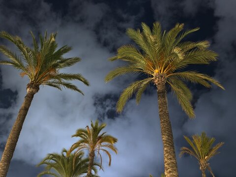 palms under dramatic nighttime sky, tall palms beneath moody night with clouds and uplighting