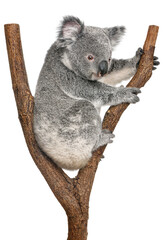 Koala bear climbing a branch, Phascolarctos cinereus, isolated on white