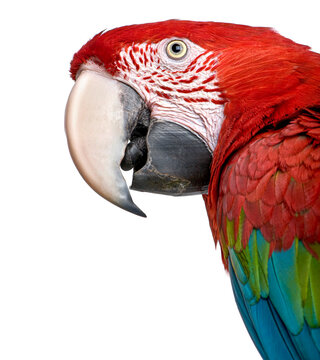 Red and green winged macaw profile studio shot