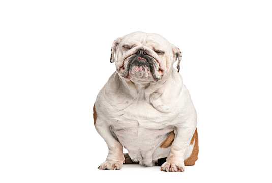english Bulldog feeling sleepy and making a face with eyes closed on a white background
