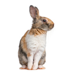 Obraz premium Calico rabbit sitting looking away white background