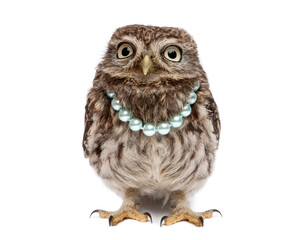 Obraz premium Little owl wearing pearl necklace looking at camera