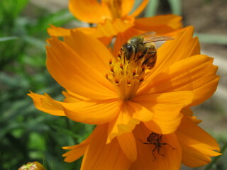 Zbliżenie na kwiat rośliny z gatunku cosmos © Kumulugma