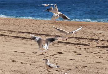 Gulls pigeons flock of birds on the beach and the ocean