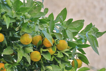 Ripe tangerines on the tree in the garden. Tangerine tree with fruits.