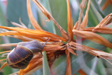 Snail crawling on the stem of an aloe vera plant