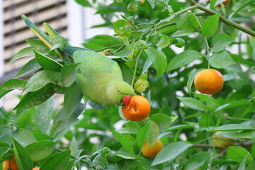 Green parrot on the tree with orange fruit in the garden.