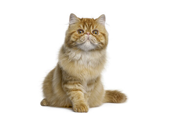Adorable red persian cat sitting and posing on white background