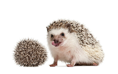 three weeks old baby and mother Four-toed Hedgehogs, Atelerix albiventris, together, one licking...
