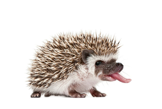 three weeks old baby Four-toed Hedgehog, Atelerix albiventris, sticking out tongue on white background
