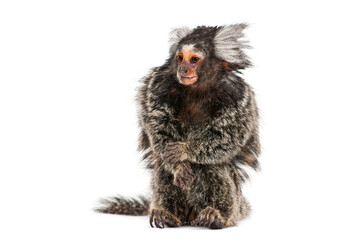 Common marmoset monkey standing on white background