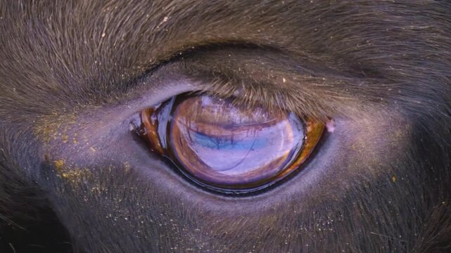 Close up of a european bison eye watching around in the winter on a snowy and cloudy day in january.,
