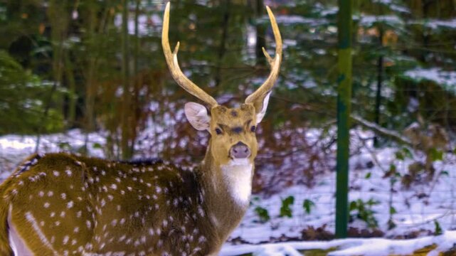 Close up of axis deer buck  standing around the forest in the winter on a snowy and cloudy day in january., searching for food