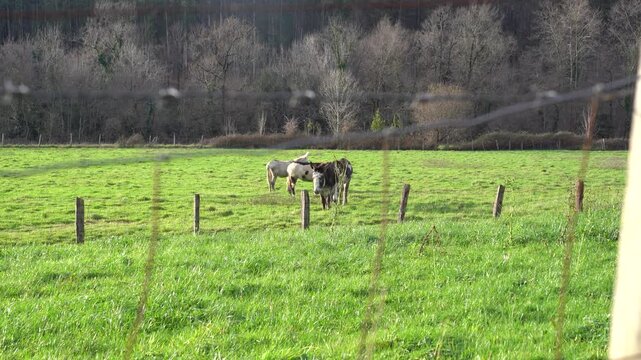 animals pacing in the green fields of the basque country