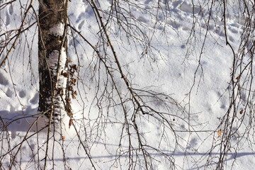 Young birch with black and white bark in winter