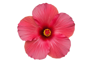 Pink tropical hibiscus flower head with red center isolated on a transparent background