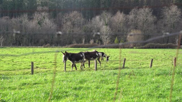 animals pacing in the green fields of the basque country