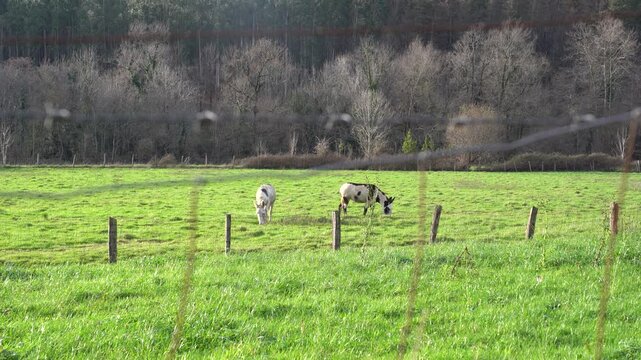animals pacing in the green fields of the basque country